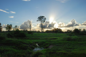 26. Archerfiled Wetlands.LH
