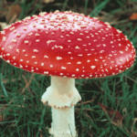 3.1.4_fungi_3