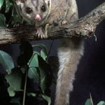 petaurus-breviceps