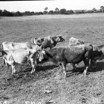 Cattle in Graceville 1952