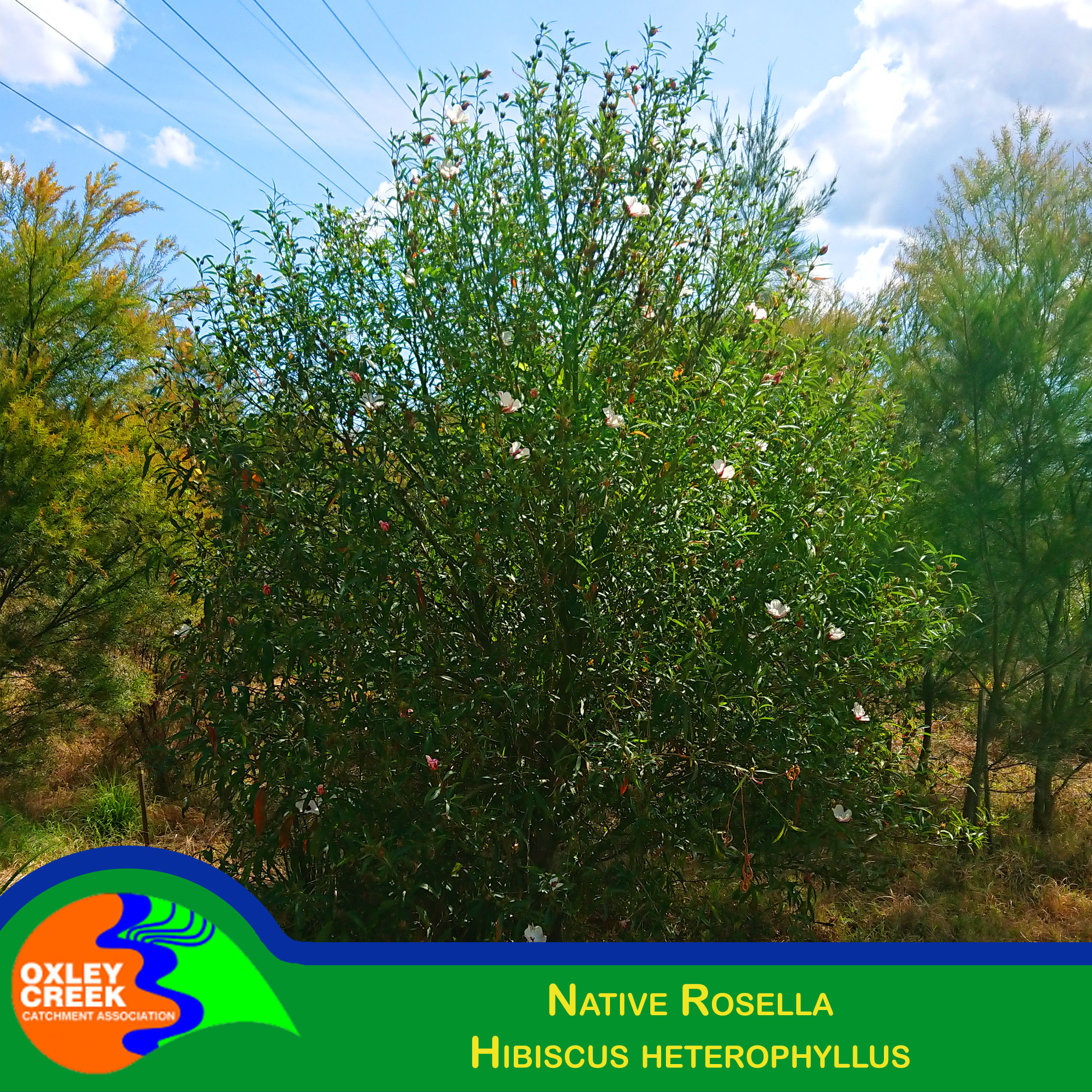 Native Hibiscus/Rosella (Hibiscus heterophyllus)