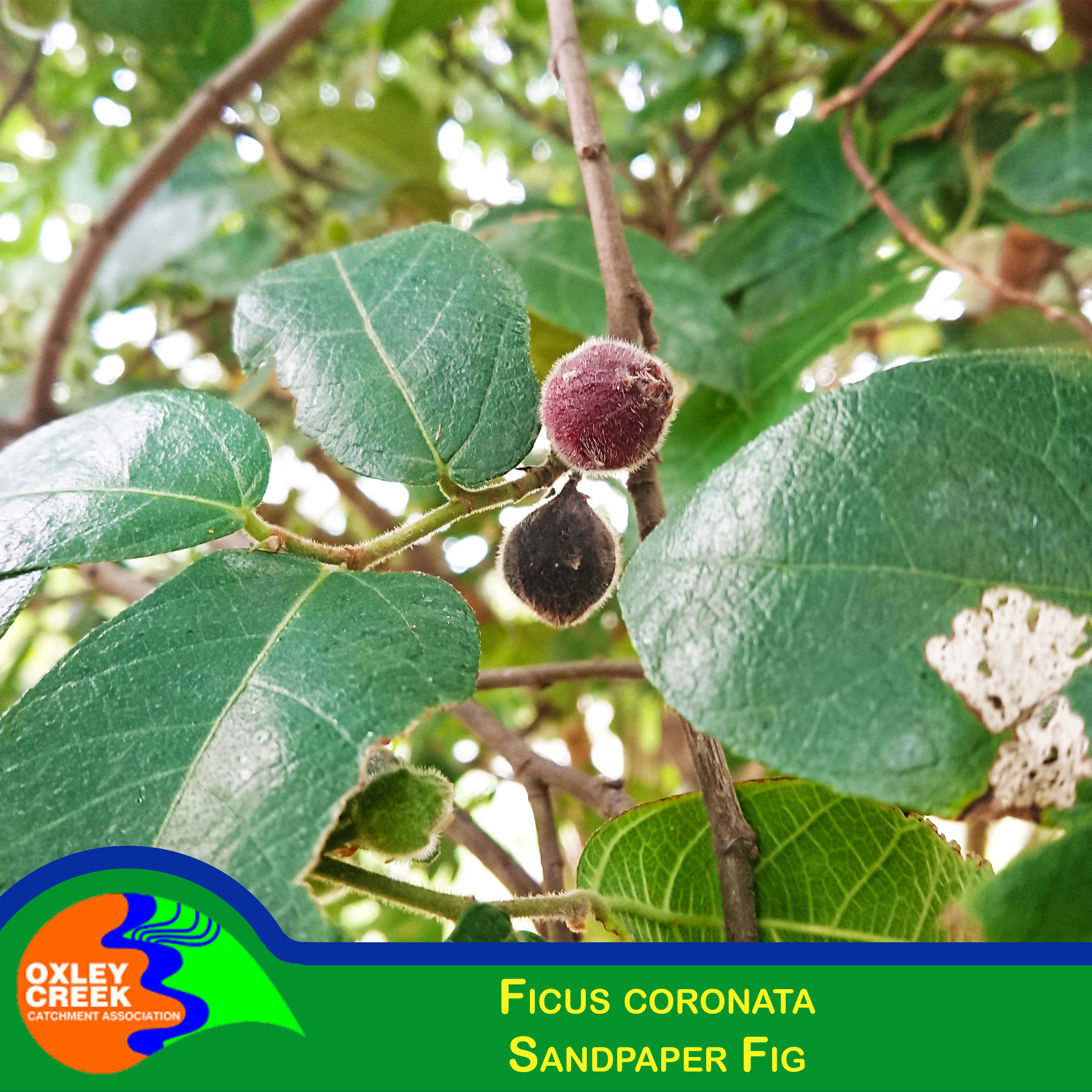 kort legemliggøre Afdæk Sandpaper Fig (Ficus coronata) – Oxley Creek Catchment Association