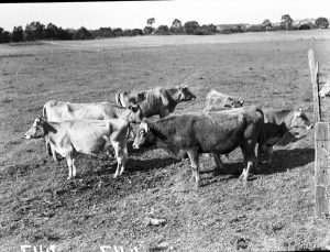 Cattle in Graceville 1952