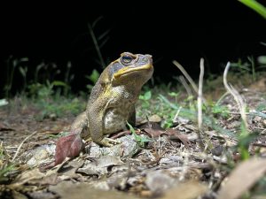 toad 1 (1)